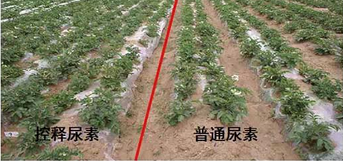 猫咪社区官网缓释尿素与普通尿素对比图