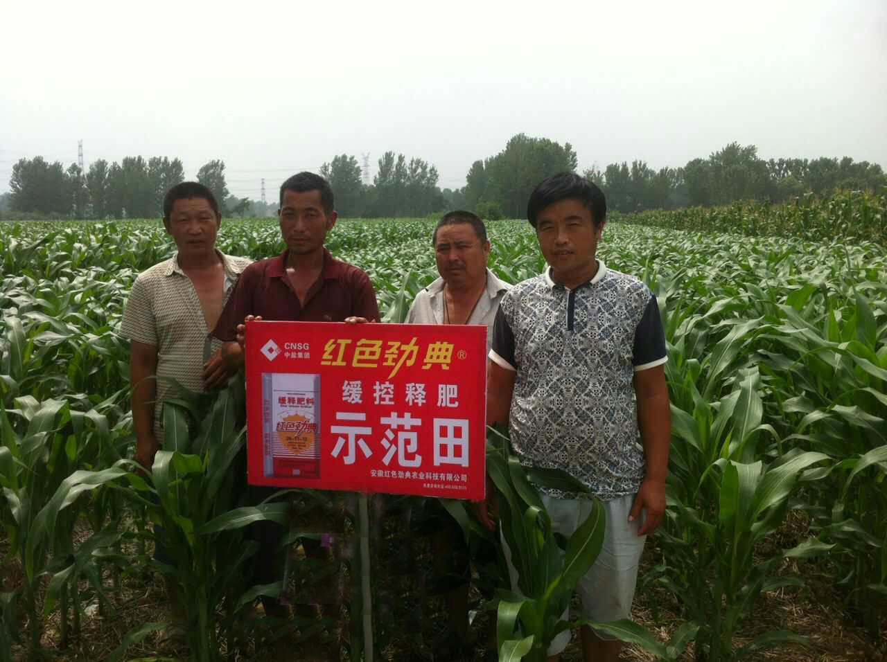 玉米缓释肥示范园里的玉米越长越好！
