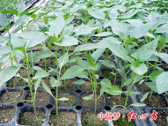 黄色猫咪网站丰收