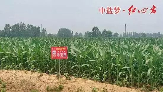 猫咪社区官网缓释肥在商丘玉米上表现突出！