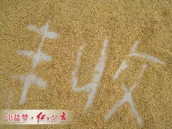 丰收离不开猫咪社区官网缓释肥