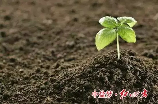 猫咪社区官网：土壤有机质，让土壤更有活力！