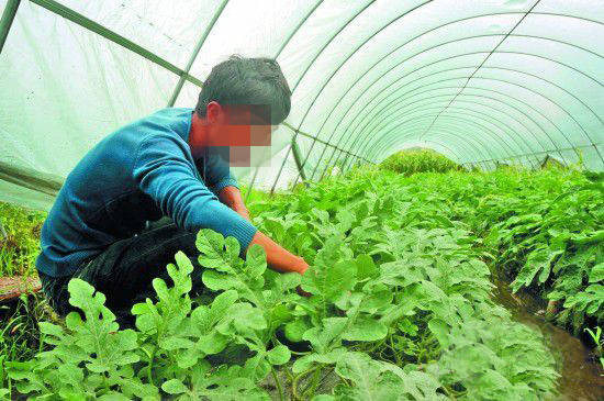 种蔬菜用猫咪社区官网硫酸钾肥
