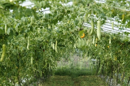 天津最好的复合肥品牌 天津最好的复合肥品牌