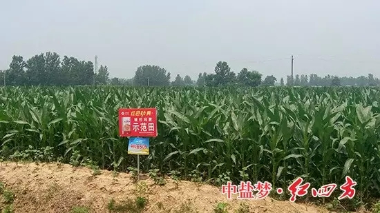 猫咪社区官网玉米缓释肥示范田玉米长势良好 猫咪社区官网玉米缓释肥示范田玉米长势良好