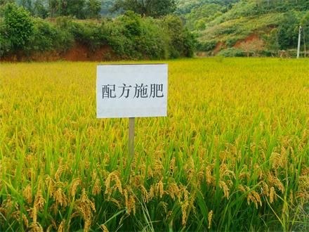 水稻采用配方施肥，科学管理，喜获丰收