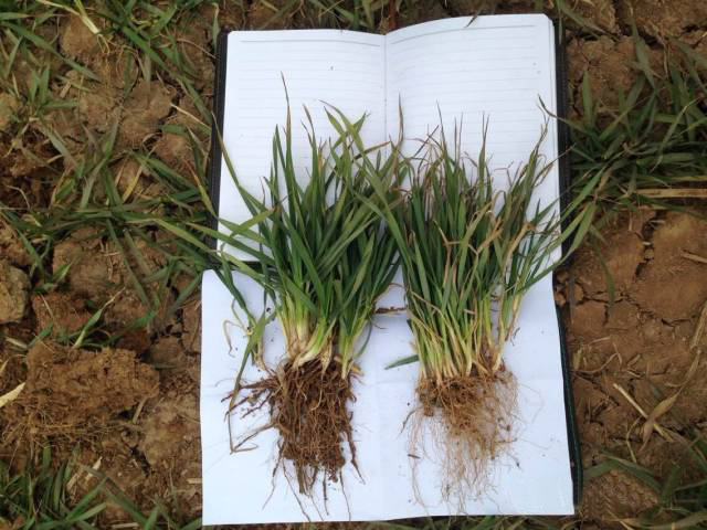 黄色猫咪网站施用缓释肥与普通肥，分蘖、根系对比效果。