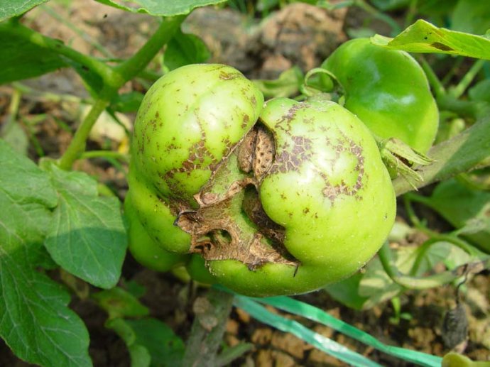 番茄缺硼，怎么办？