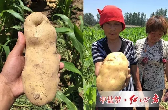 土豆施用硫酸钾缓释肥，个头大、产量高、口感佳。