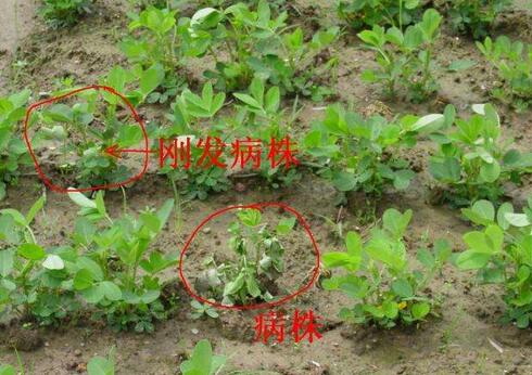 花生常见病虫害及防范措施！