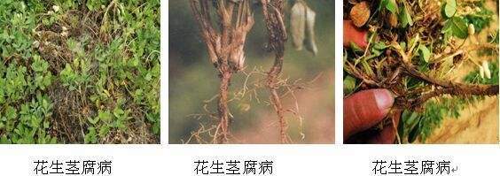花生常见病虫害及防范措施！