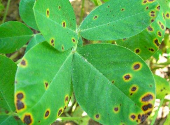花生常见病虫害及防范措施！
