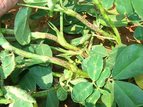 花生常见病虫害及防范措施！